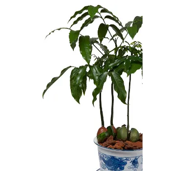 Organic Guava Plant